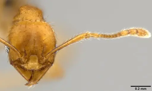Pheidole sericella specimen