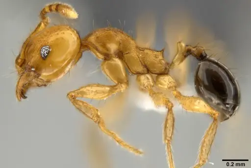 Pheidole sericella specimen