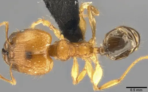 Pheidole sericella - CASENT0282944