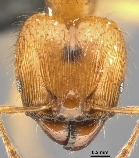 Pheidole sericella - CASENT0282944