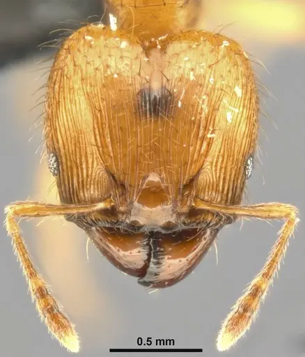 Pheidole sericella - CASENT0282944