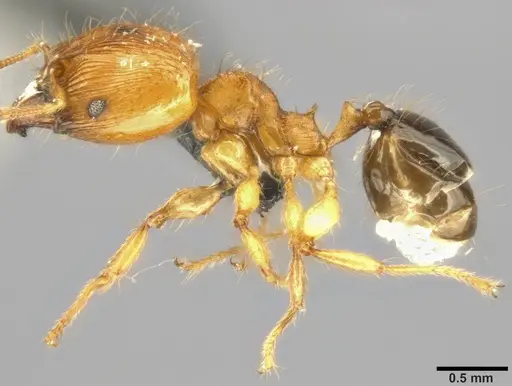 Pheidole sericella - CASENT0282944
