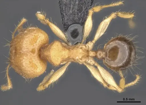 Pheidole sericella - CASENT0284019