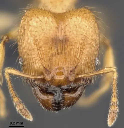 Pheidole sericella - CASENT0284019