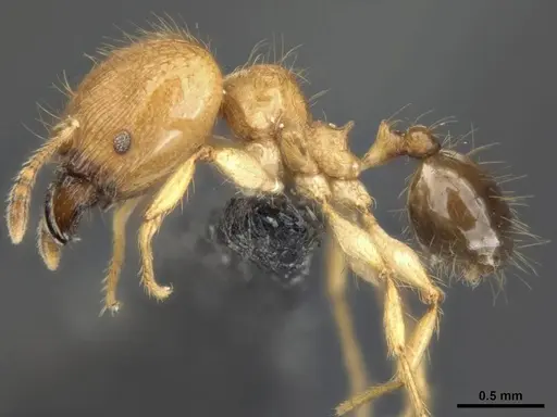 Pheidole sericella - CASENT0284019