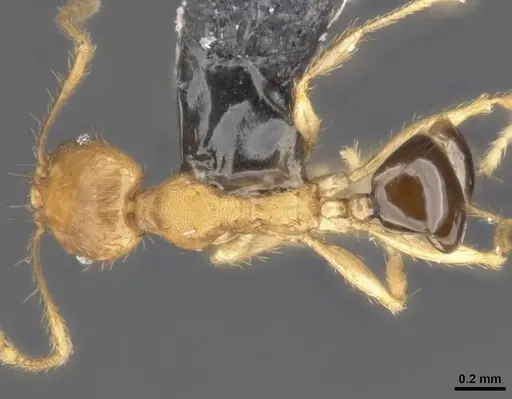 Pheidole sericella - CASENT0284020