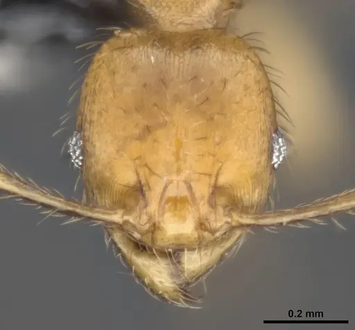 Pheidole sericella - CASENT0284020