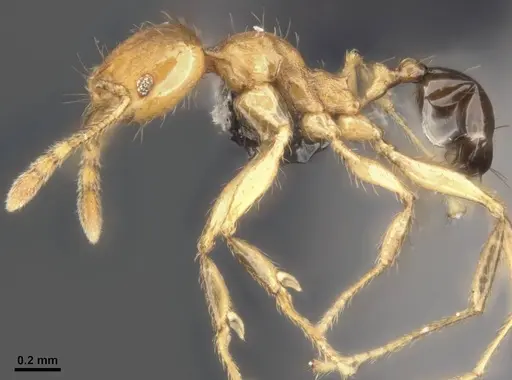 Pheidole sericella - CASENT0284020