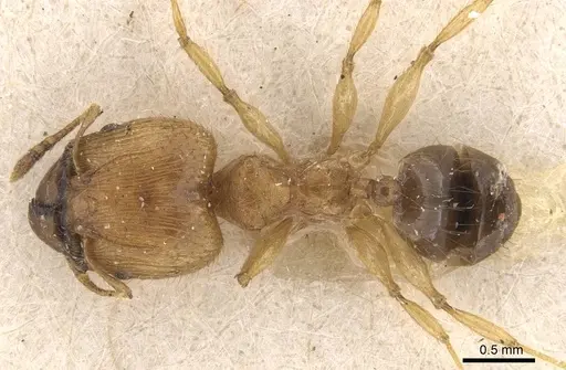 Pheidole sericella - CASENT0908057