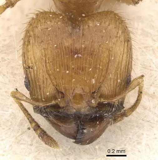 Pheidole sericella - CASENT0908057