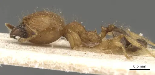 Pheidole sericella - CASENT0908057