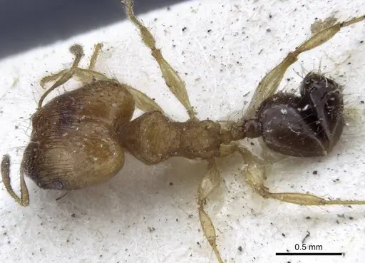 Pheidole sericella - CASENT0916619