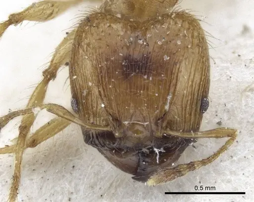 Pheidole sericella - CASENT0916619