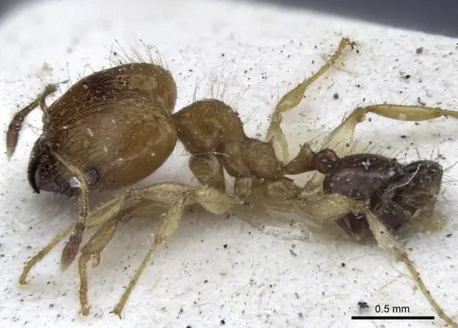 Pheidole sericella - CASENT0916619