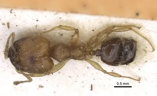 Pheidole sericella - CASENT0916952