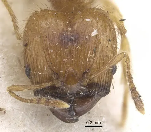 Pheidole sericella - CASENT0916952