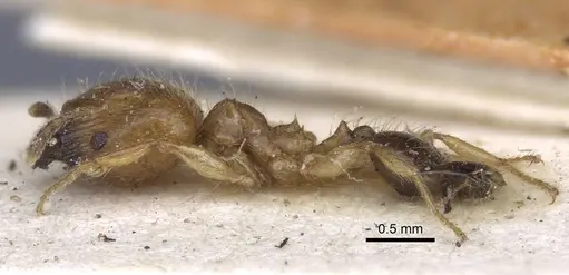 Pheidole sericella - CASENT0916952