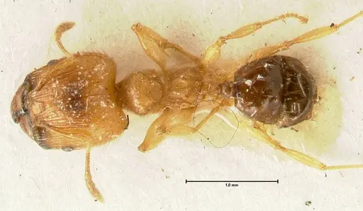 Pheidole sericella - FOCOL1415
