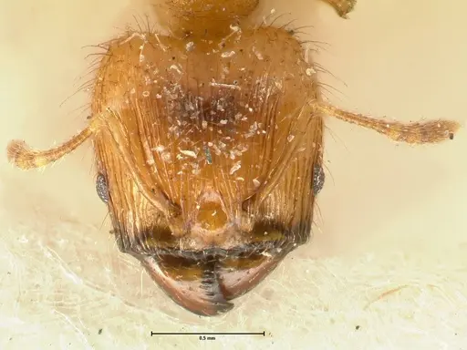 Pheidole sericella - FOCOL1415