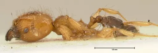 Pheidole sericella - FOCOL1415