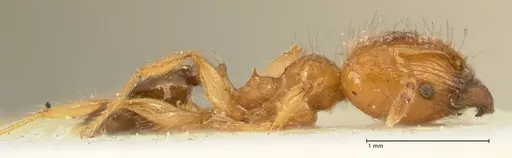 Pheidole sericella - FOCOL1415