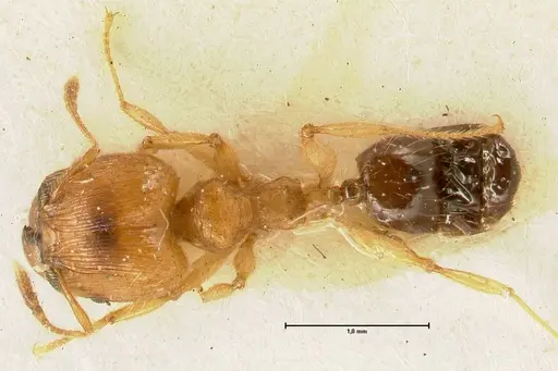 Pheidole sericella - FOCOL1416