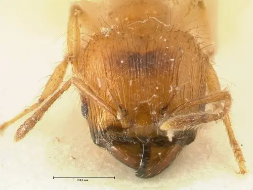 Pheidole sericella - FOCOL1416