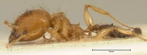 Pheidole sericella - FOCOL1416