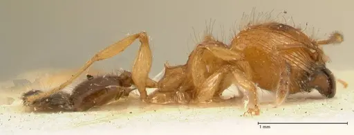 Pheidole sericella - FOCOL1416