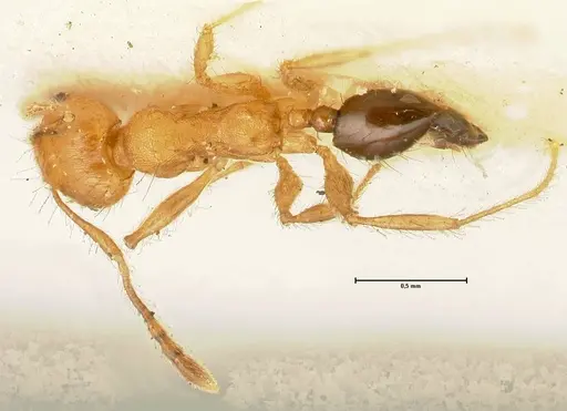 Pheidole sericella - FOCOL1417