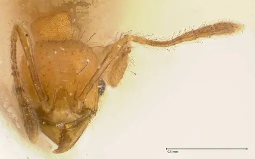 Pheidole sericella - FOCOL1417