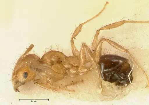 Pheidole sericella - FOCOL1417