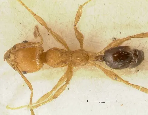 Pheidole sericella - FOCOL1418
