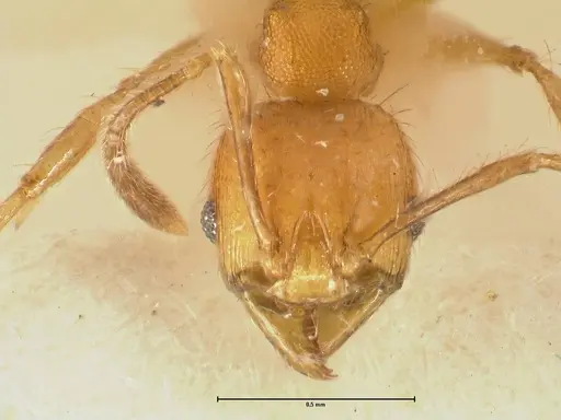Pheidole sericella - FOCOL1418