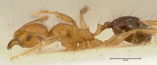 Pheidole sericella - FOCOL1418