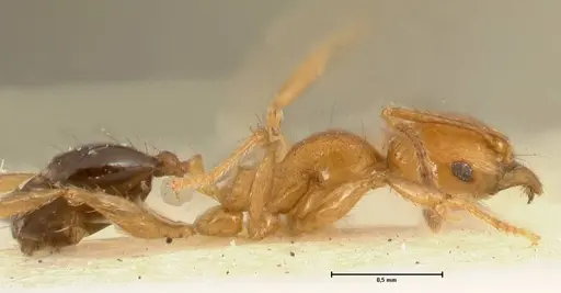 Pheidole sericella - FOCOL1418