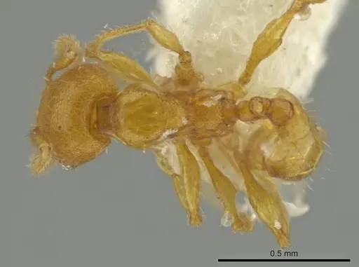 Pheidole servilia specimen