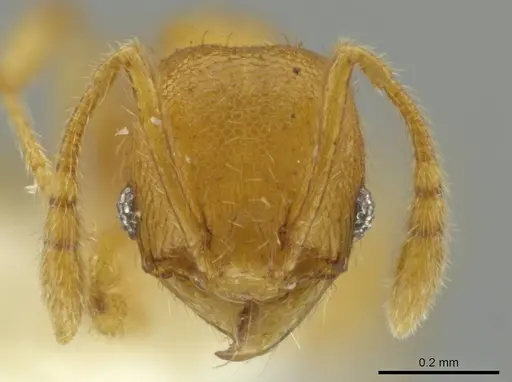 Pheidole servilia specimen