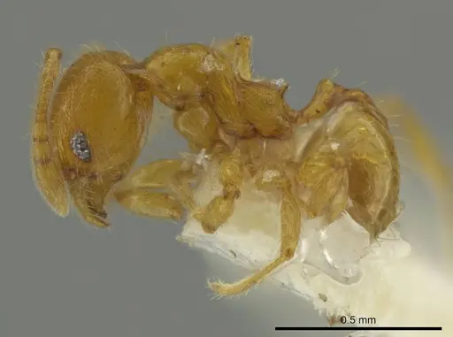 Pheidole servilia specimen