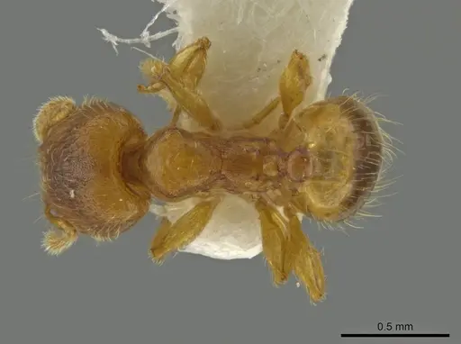 Pheidole servilia - JTLC000016528