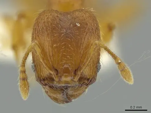 Pheidole servilia - JTLC000016528