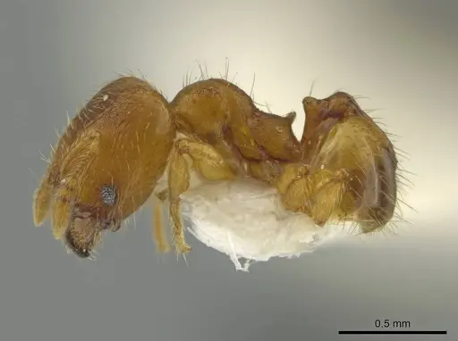 Pheidole servilia - JTLC000016528