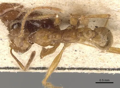 Pheidole severini specimen