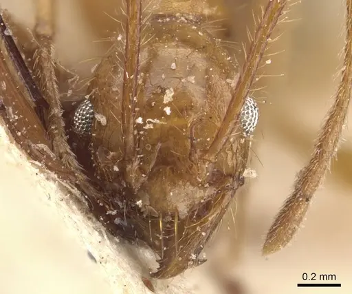 Pheidole severini specimen
