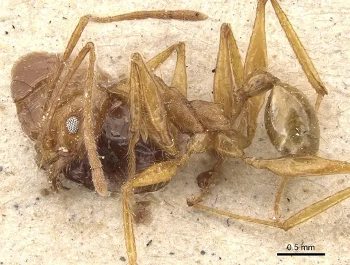 Pheidole severini specimen