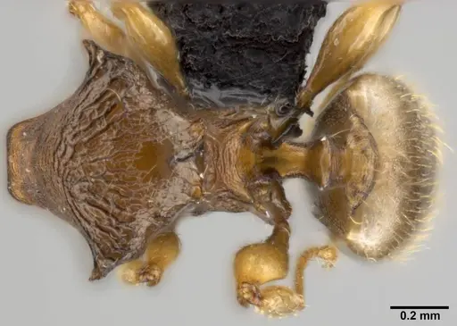 Pheidole sexdentata specimen