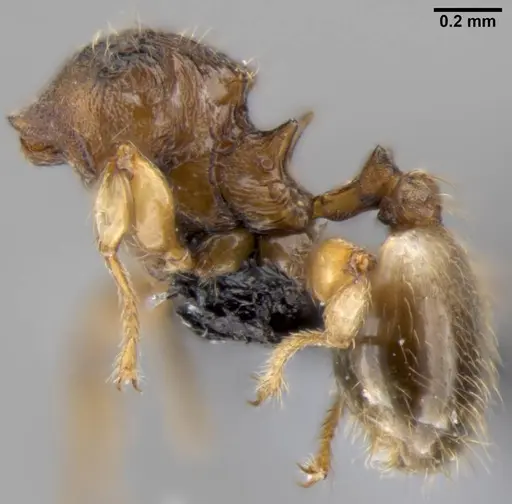 Pheidole sexdentata specimen