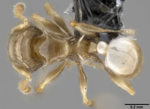 Pheidole sexdentata - CASENT0282379