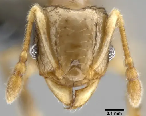 Pheidole sexdentata - CASENT0282379