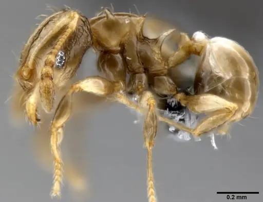 Pheidole sexdentata - CASENT0282379